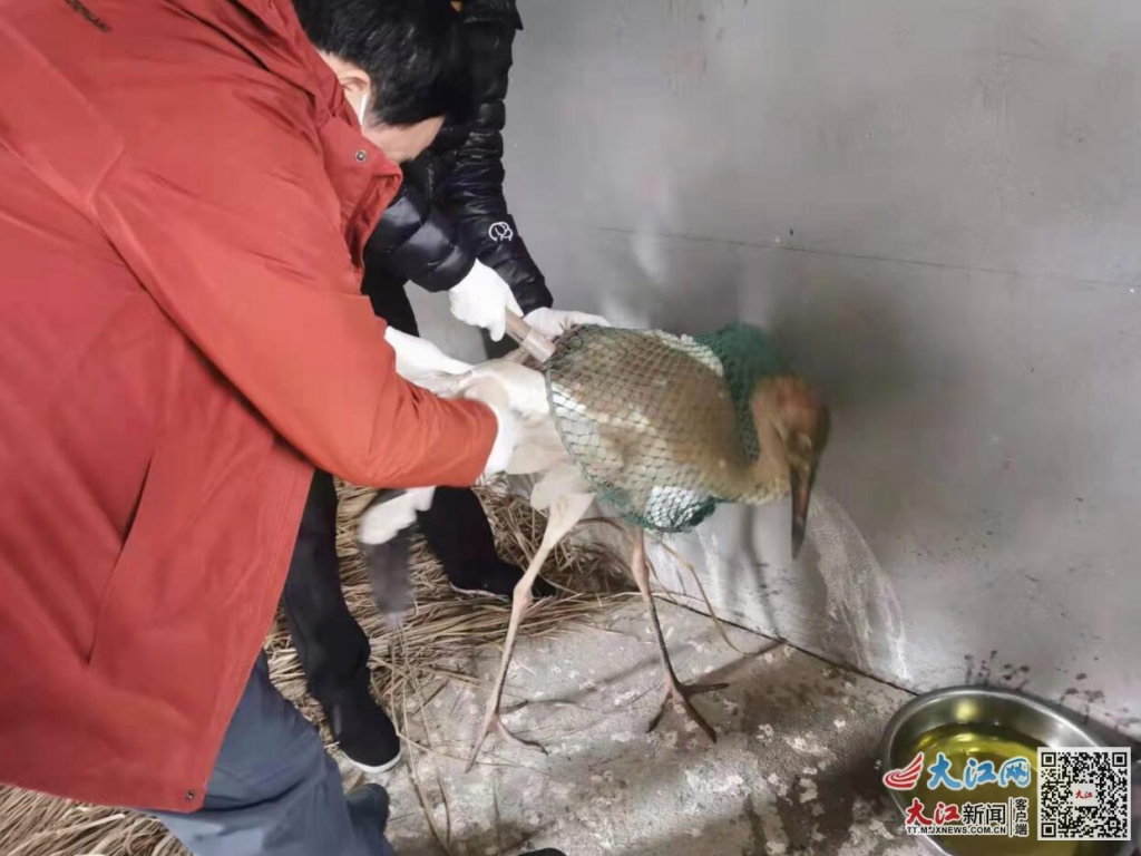 江西接力救護受傷白鶴，目前已能自由站立行走
