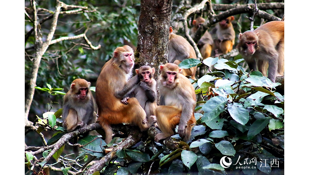 江西宜豐：生態(tài)情況好 獼猴樂逍遠
