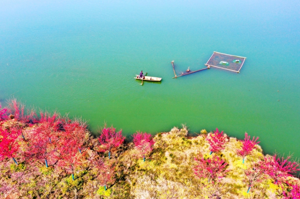 江西武寧：萬(wàn)株櫻花綻放 靜待旅客賞花